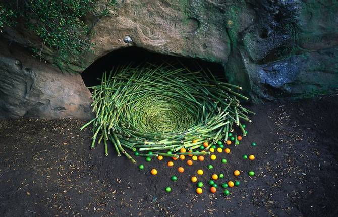 Nature Land Art Installations by Nils Udo