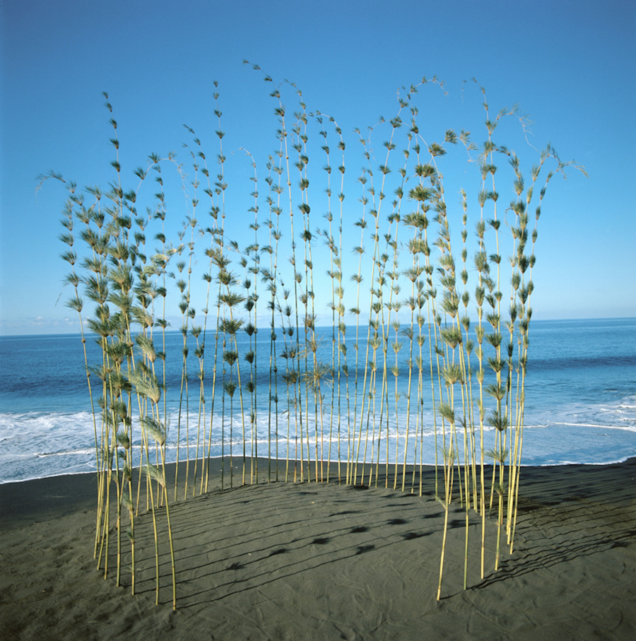 Nature Land Art Installations By Nils Udo Fubiz Media