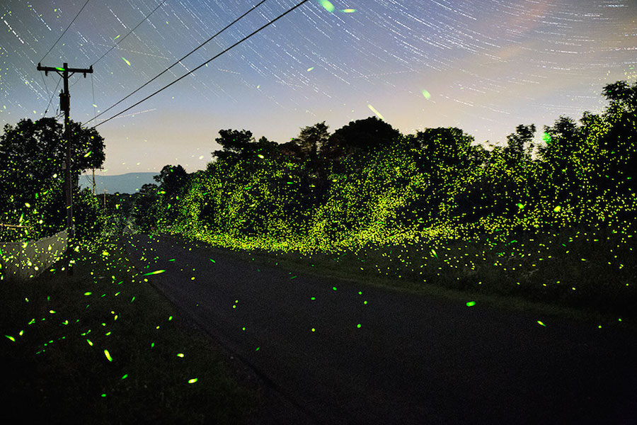 Captivating Pictures of Fireflies in the U.S.1