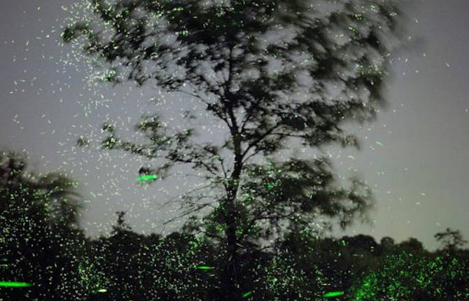 Captivating Pictures of Fireflies in the U.S.