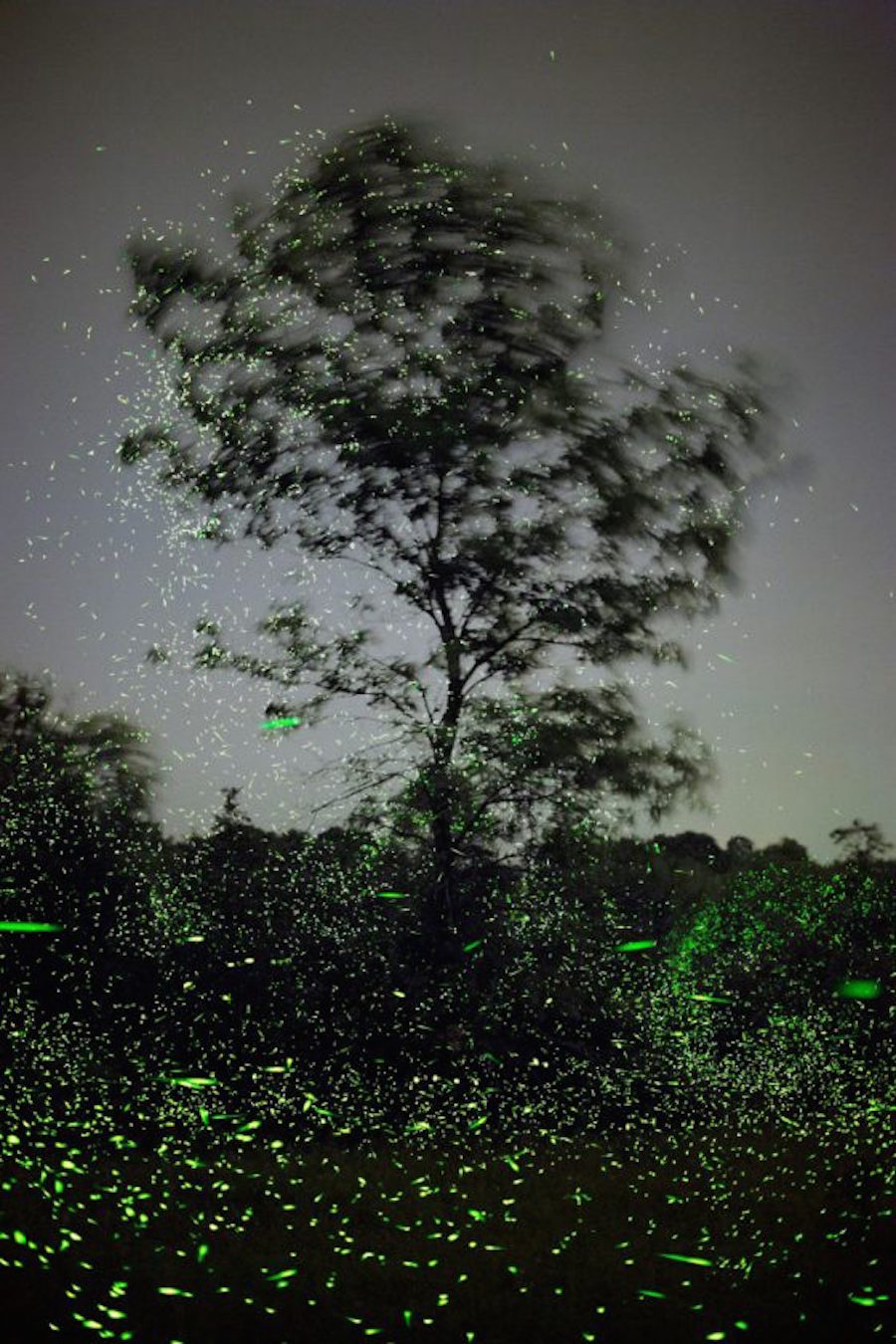 Captivating Pictures of Fireflies in the U.S.2