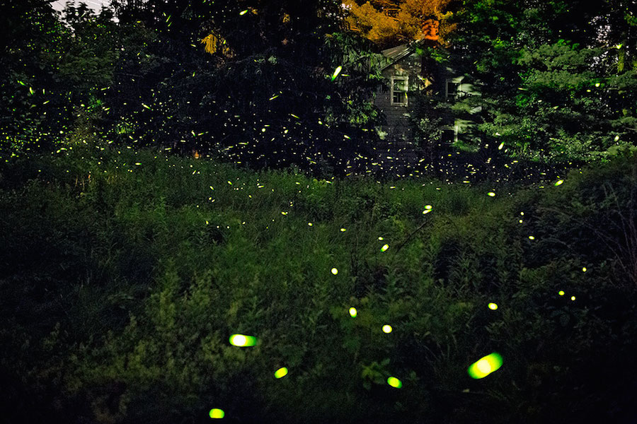 Captivating Pictures of Fireflies in the U.S.3
