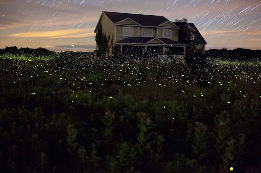 Captivating Pictures of Fireflies in the U.S.4