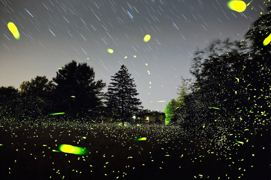 Captivating Pictures of Fireflies in the U.S.5