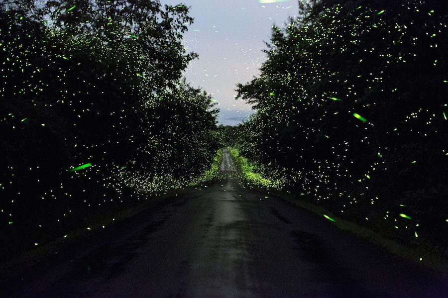 Captivating Pictures of Fireflies in the U.S.6