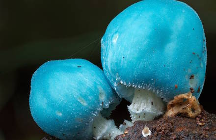 Captivating Mushrooms Photographies