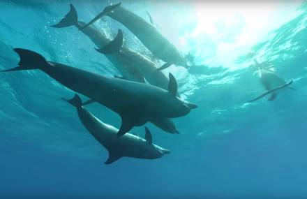 360° Swim With Dolphins