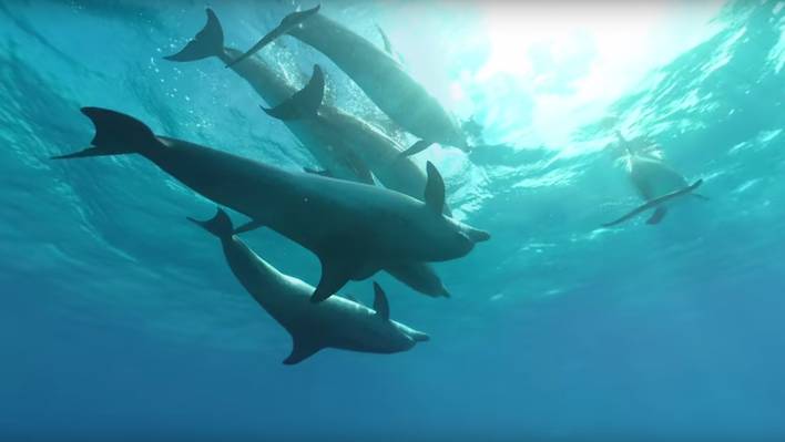 360° Swim With Dolphins