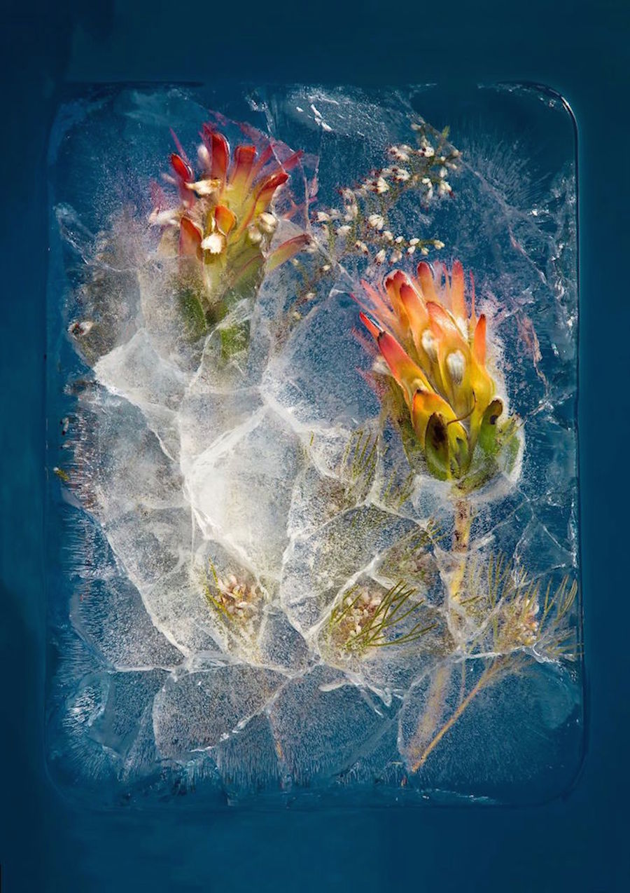 FrozenFlowers0