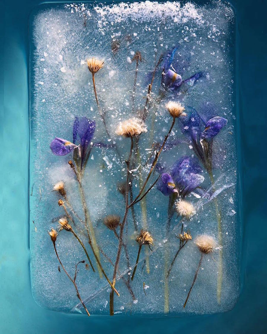 FrozenFlowers16