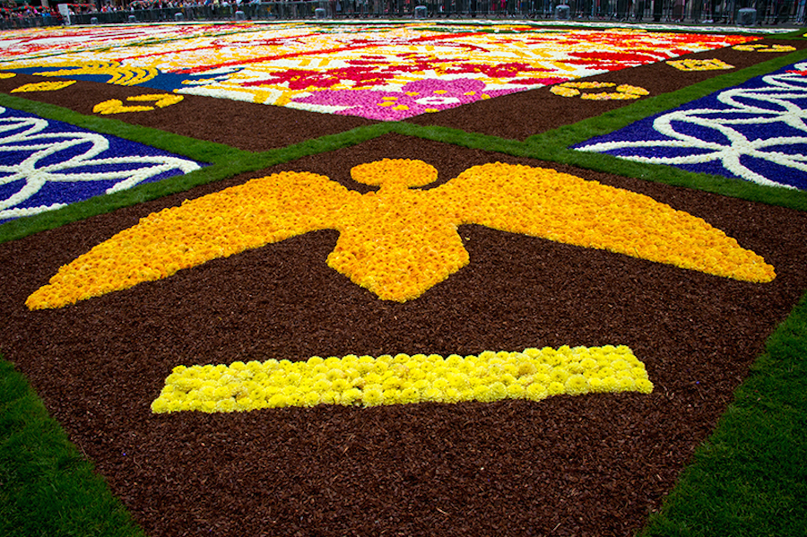 belgiumcarpetflower-7