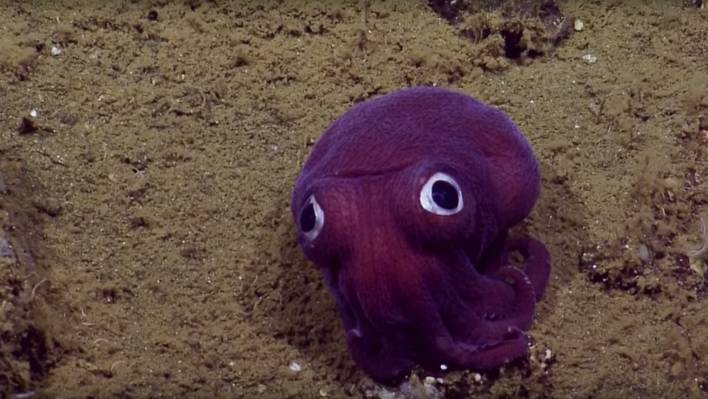 Cute Sea Creature Found in the Ocean