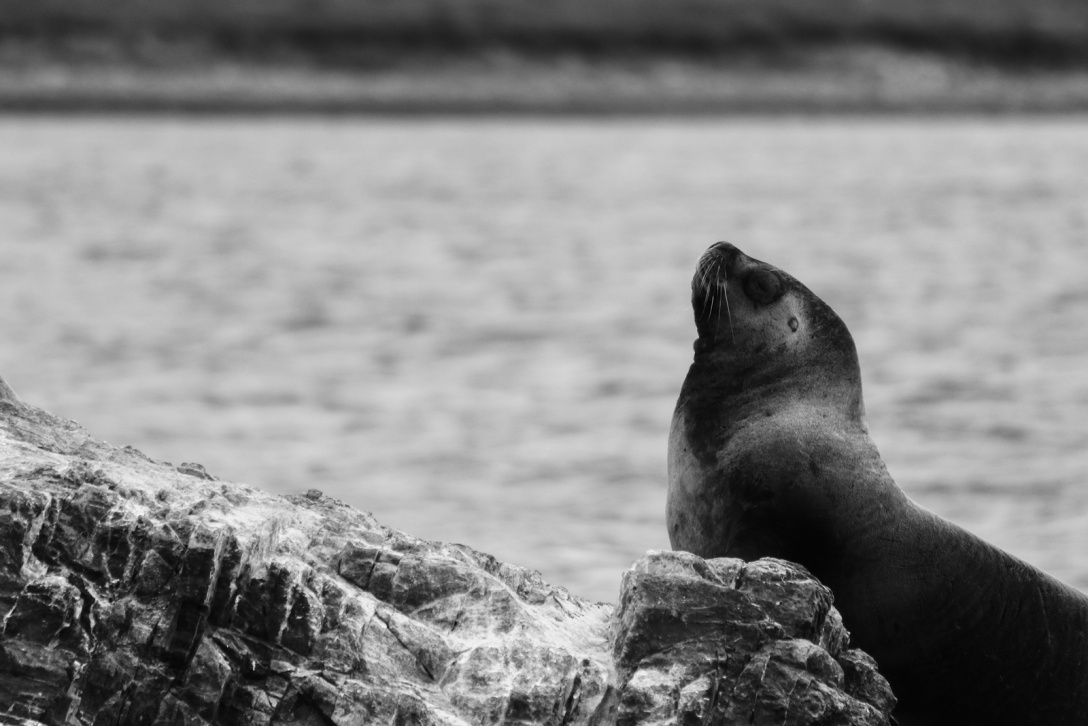 summerpatagonia12