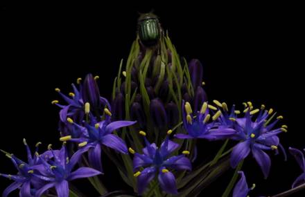 Beautiful Timelapse with Blooming Flowers and Insects