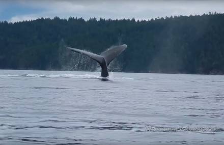 Impressive Video of a Breaching Humpback Whale