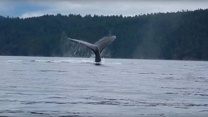 Impressive Video of a Breaching Humpback Whale