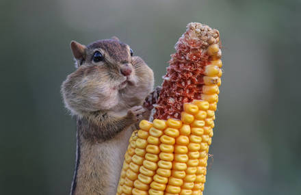 2016 Comedy Wildlife Photography Awards Finalists