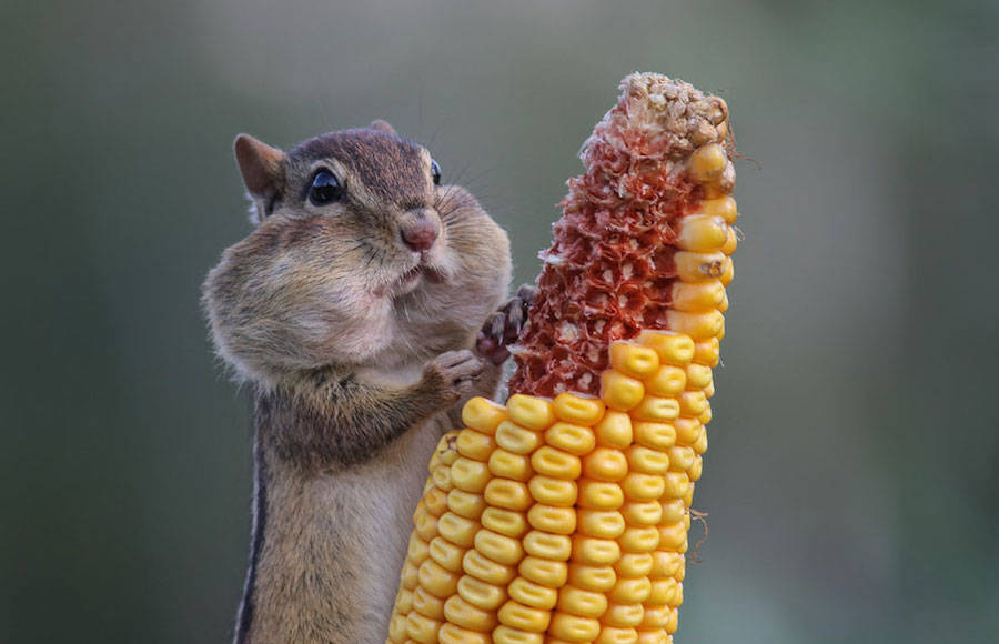 2016 Comedy Wildlife Photography Awards Finalists
