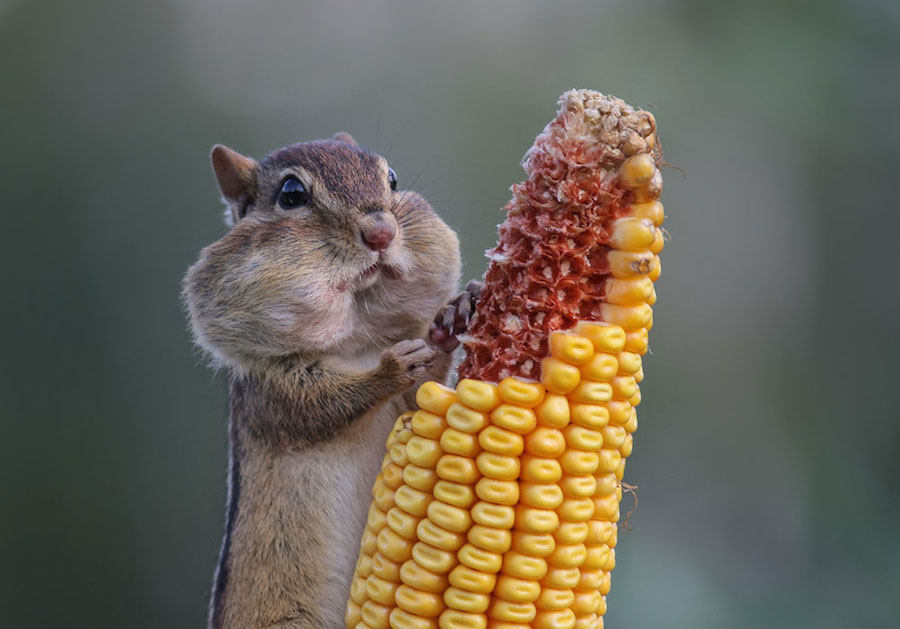 2016 Comedy Wildlife Photography Awards Winners-0