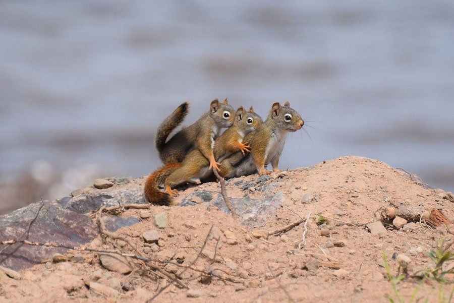 2016 Comedy Wildlife Photography Awards Winners-16