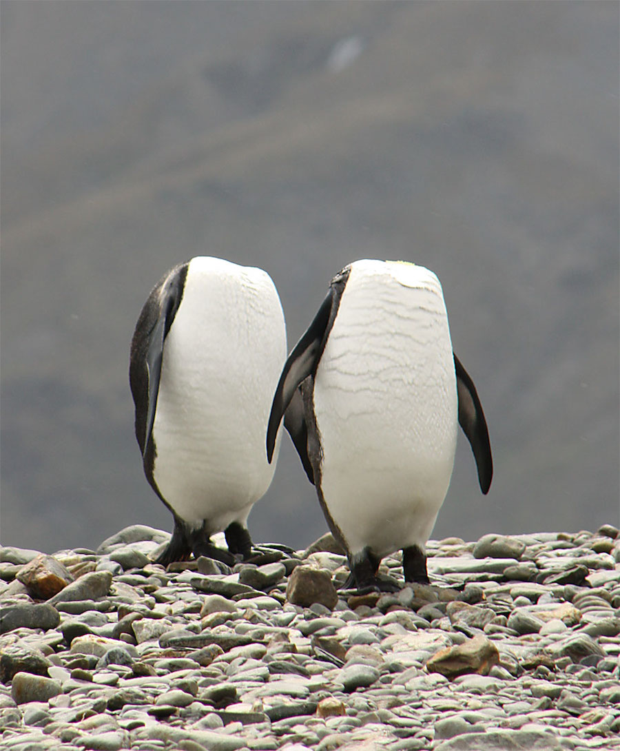 2016 Comedy Wildlife Photography Awards Winners-7