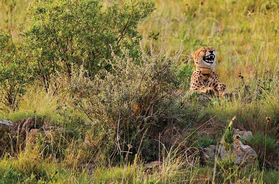 2016 Comedy Wildlife Photography Awards Winners-8