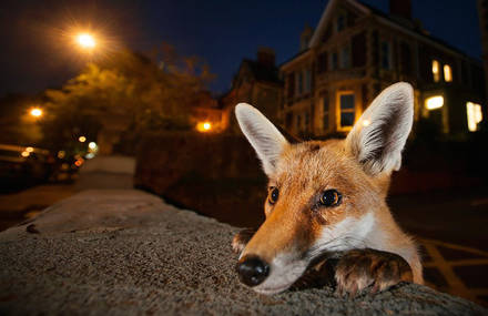 Finalists for the Wildlife Photographer of the Year 2016