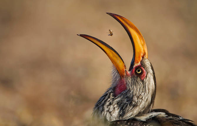 Finalists for the Wildlife Photographer of the Year 2016