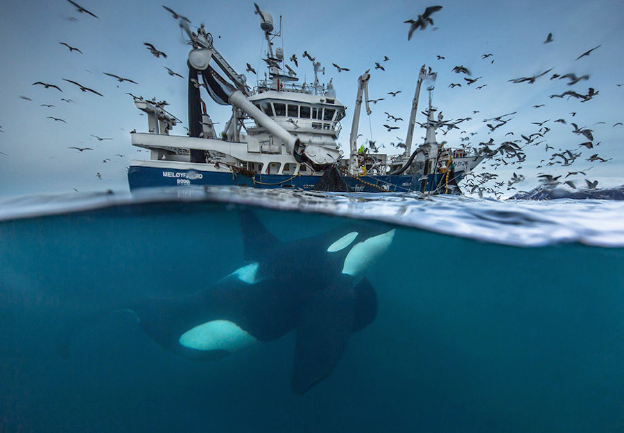 Finalists for the Wildlife Photographer of the Year 2016-3