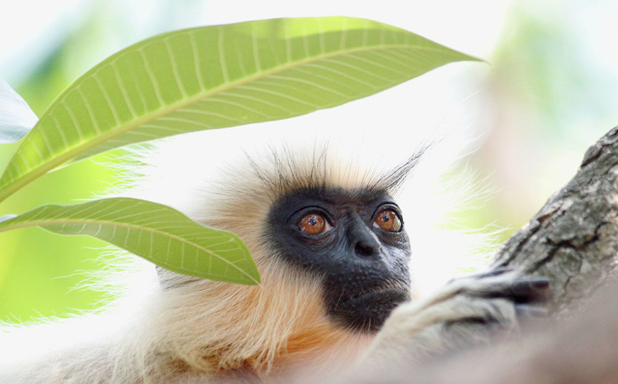 Finalists for the Wildlife Photographer of the Year 2016-6