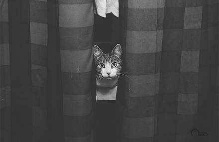 Lovely Pictures of Cats in Black and White