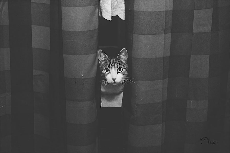 Lovely Pictures of Cats in Black and White-0