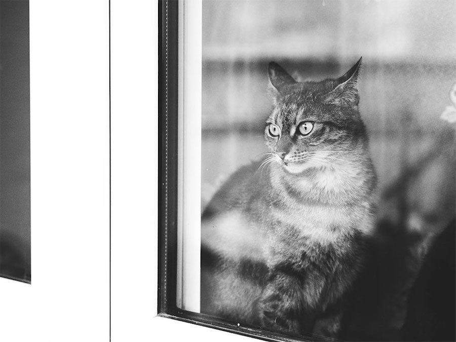 Lovely Pictures of Cats in Black and White-12
