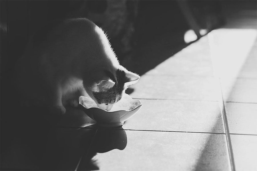 Lovely Pictures of Cats in Black and White-13
