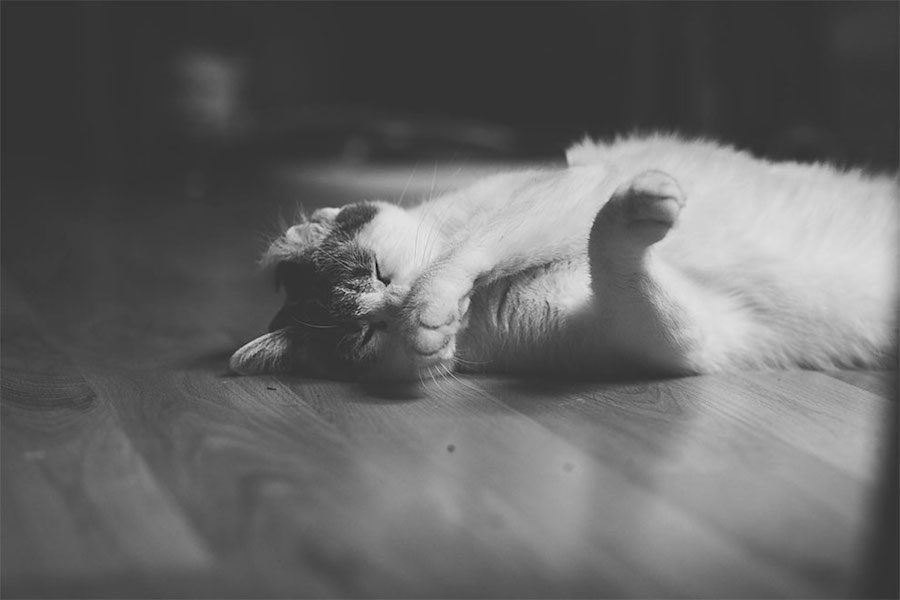 Lovely Pictures of Cats in Black and White-15
