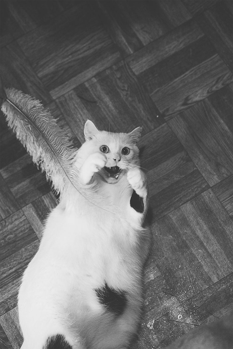 Lovely Pictures of Cats in Black and White-16