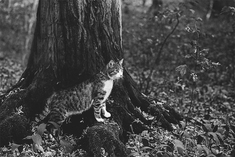 Lovely Pictures of Cats in Black and White-19