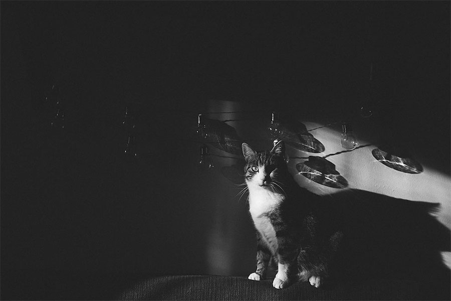 Lovely Pictures of Cats in Black and White-2