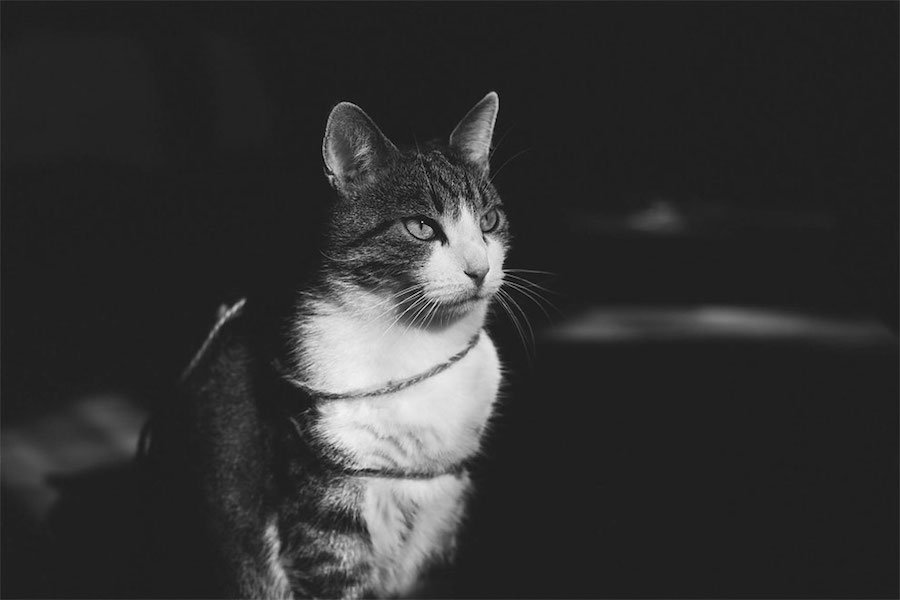 Lovely Pictures of Cats in Black and White-3