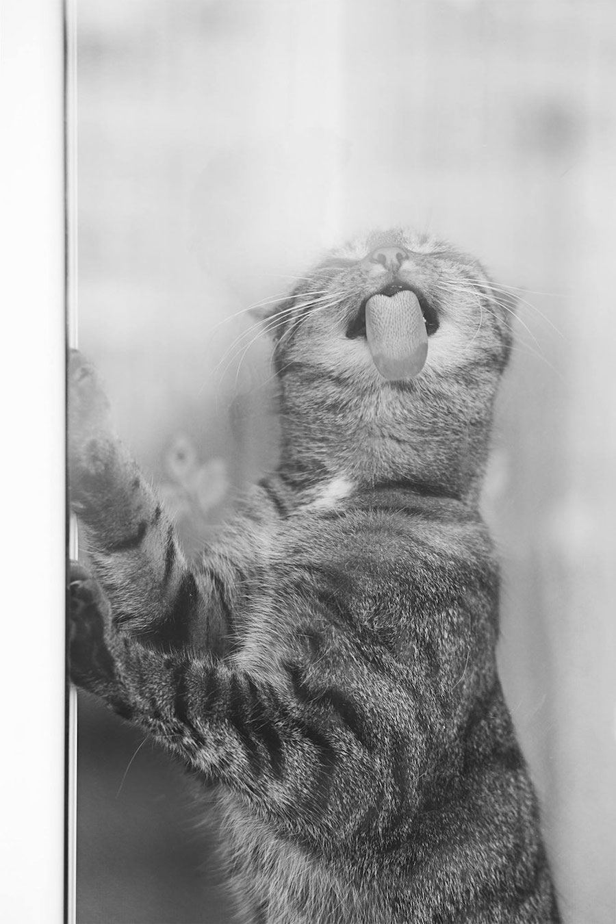 Lovely Pictures of Cats in Black and White-5