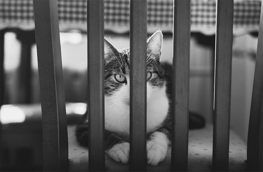 Lovely Pictures of Cats in Black and White-6