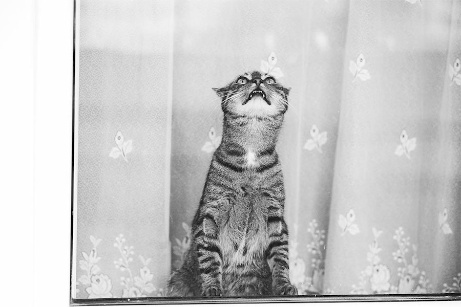 Lovely Pictures of Cats in Black and White-7