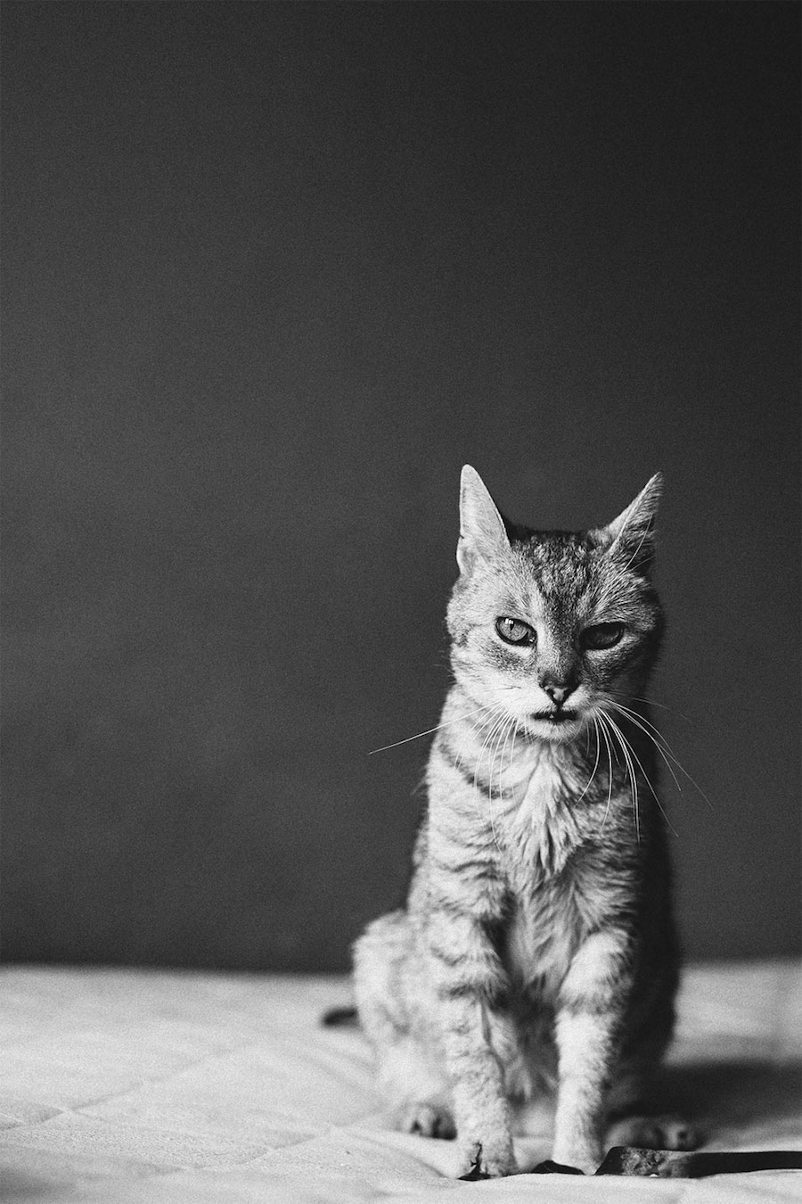 Lovely Pictures of Cats in Black and White-8