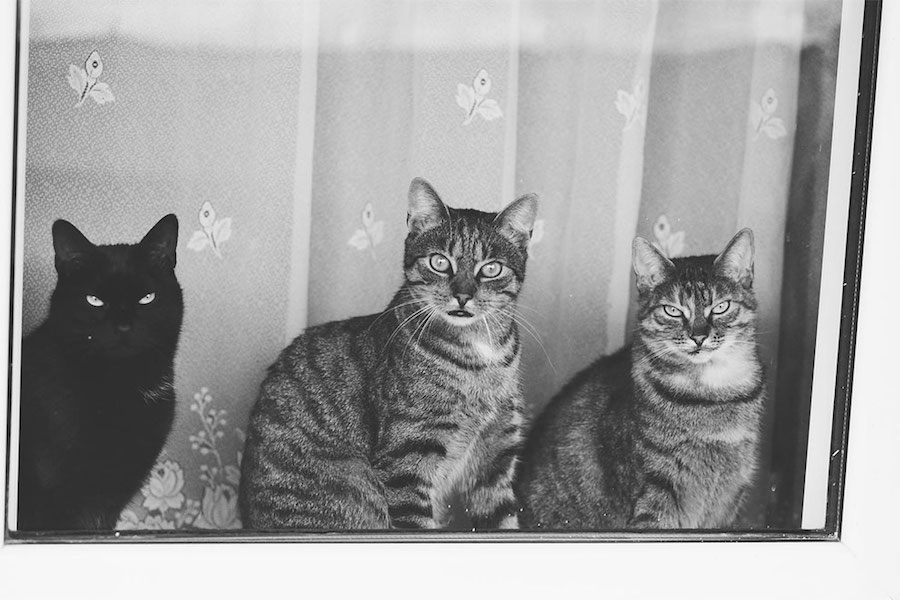 Lovely Pictures of Cats in Black and White-9