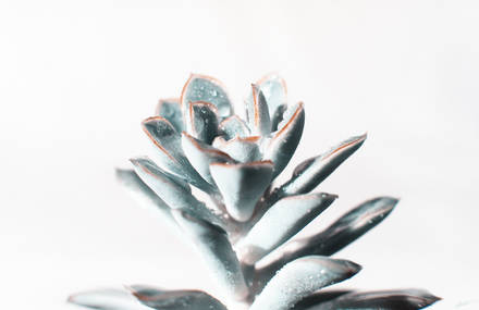 Macro Plant Project