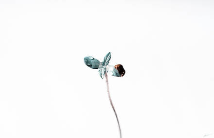 Macro Plant Project