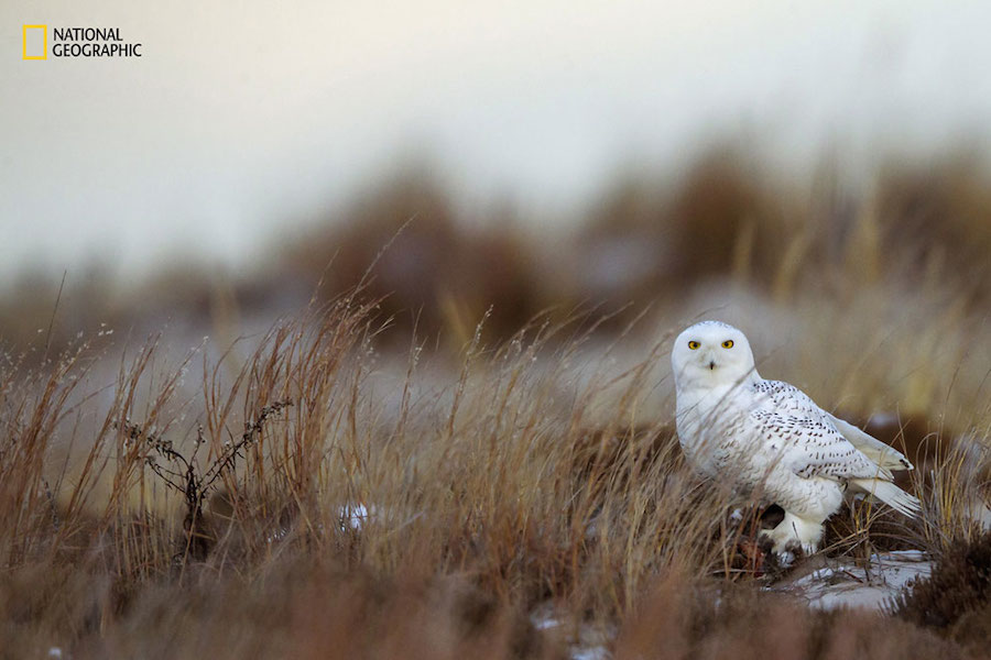 National Geographic Nature Photographer of the Year 2016 Contest-13