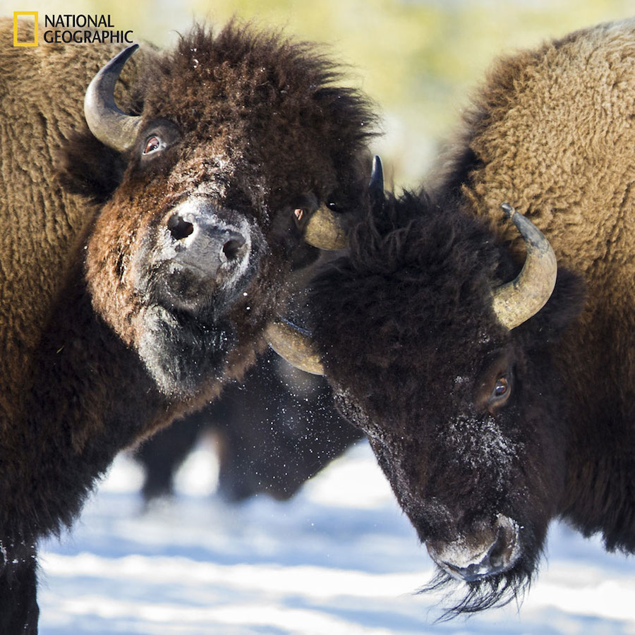 National Geographic Nature Photographer of the Year 2016 Contest-14