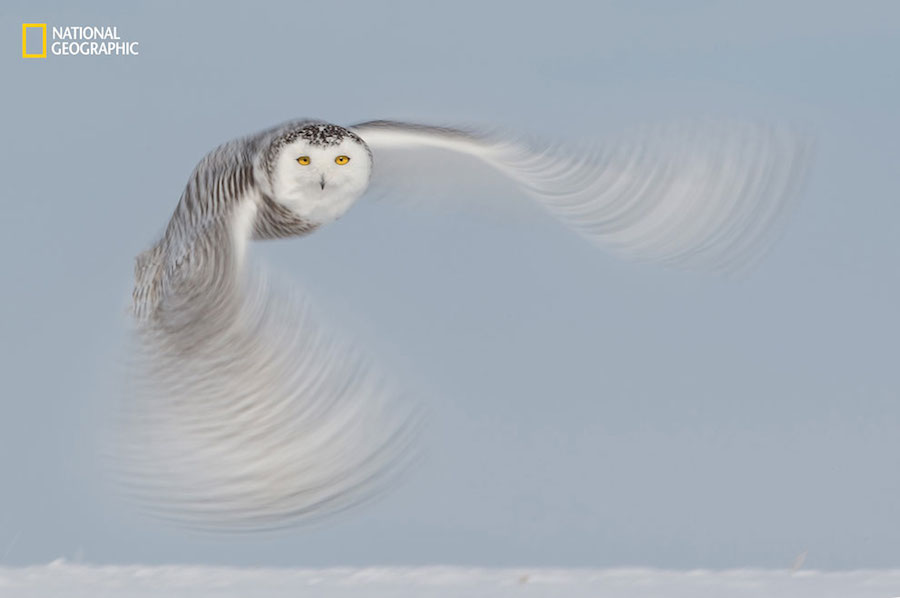 National Geographic Nature Photographer of the Year 2016 Contest-5