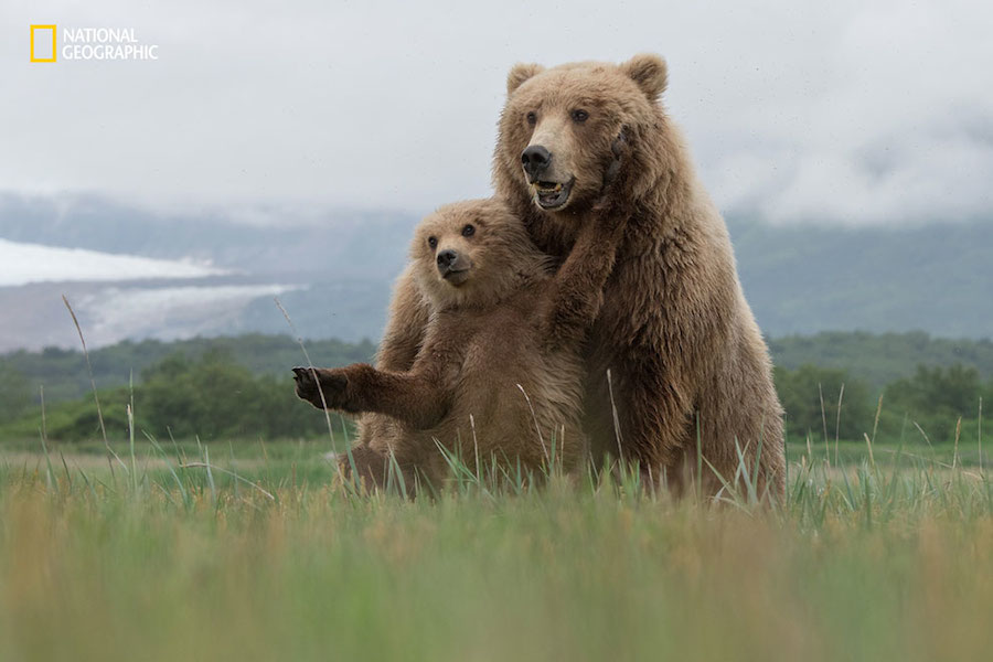 National Geographic Nature Photographer of the Year 2016 Contest-6